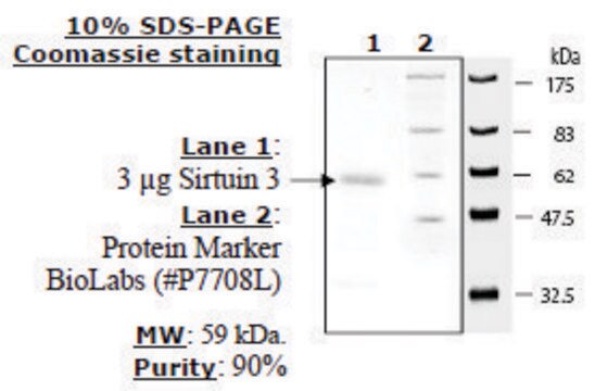 Sirtuin 3 human recombinant, expressed in E. coli, &#8805;70% (SDS-PAGE)