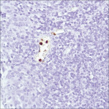 Anti-Neutrophil Elastase antibody, Rabbit monoclonal clone SP203, recombinant, expressed in proprietary host, affinity isolated antibody