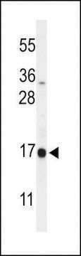 ANTI-DAZAP2(C-TERMINAL) antibody produced in rabbit affinity isolated antibody, buffered aqueous solution