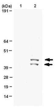 Anti-phospho-MAP Kinase 1/2 (Erk1/2)(Thr185/Tyr187) Antibody, clone AW39 clone Aw39, Upstate&#174;, from rabbit