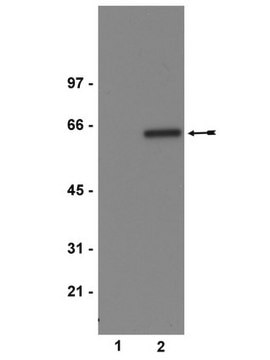 Anti-phospho-Akt1/PKB&#945; (Ser473) Antibody, clone 11E6 clone 11E6, Upstate&#174;, from mouse