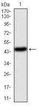 Monoclonal Anti-PIK3CA antibody produced in mouse clone 4F3, purified immunoglobulin, buffered aqueous solution