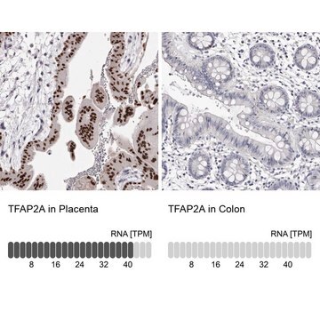 Anti-TFAP2A antibody produced in rabbit Prestige Antibodies&#174; Powered by Atlas Antibodies, affinity isolated antibody, buffered aqueous glycerol solution