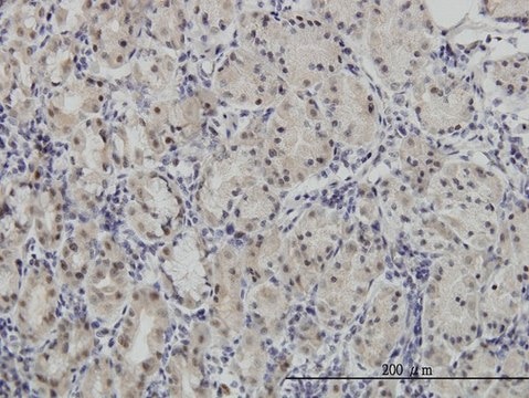 Monoclonal Anti-PAX7, (C-terminal) antibody produced in mouse clone 1E12, purified immunoglobulin, buffered aqueous solution