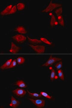 Anti-GFRA1 antibody produced in rabbit