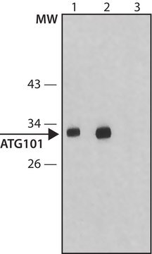 Anti-Atg101 antibody produced in rabbit ~1.0&#160;mg/mL, affinity isolated antibody