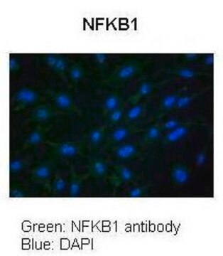 Anti-NFKB1 antibody produced in rabbit affinity isolated antibody