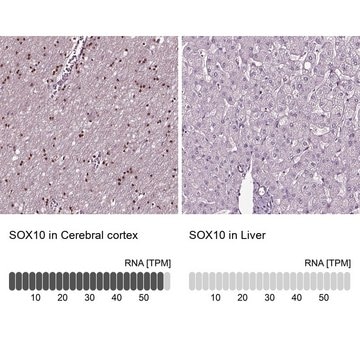 Anti-SOX10 antibody produced in rabbit Prestige Antibodies&#174; Powered by Atlas Antibodies, affinity isolated antibody