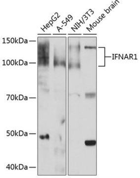 Anti-IFNAR1 antibody produced in rabbit