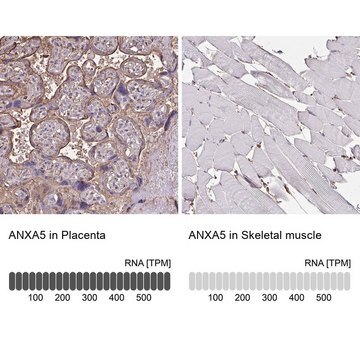 Anti-ANXA5 antibody produced in rabbit Prestige Antibodies&#174; Powered by Atlas Antibodies, affinity isolated antibody, buffered aqueous glycerol solution