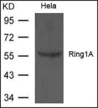 Anti-Ring1A antibody produced in rabbit affinity isolated antibody