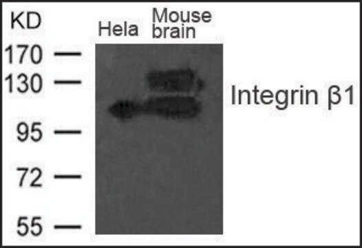 Anti-Integrin &#946;1 antibody produced in rabbit affinity isolated antibody