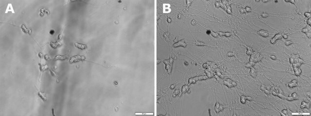 Brain-derived neurotrophic factor human BDNF, recombinant, expressed in E. coli, lyophilized powder, suitable for cell culture