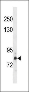 ANTI-HDGR2(N-TERMINAL) antibody produced in rabbit affinity isolated antibody, buffered aqueous solution