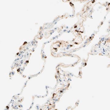 Anti-CD63 antibody produced in rabbit Prestige Antibodies&#174; Powered by Atlas Antibodies, affinity isolated antibody, buffered aqueous glycerol solution