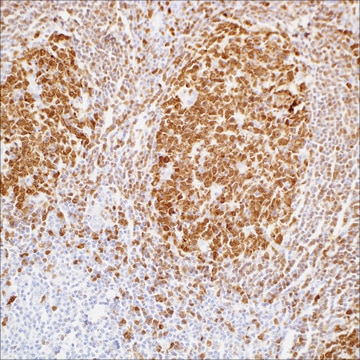 BOB.1 (SP92) Rabbit Monoclonal Antibody