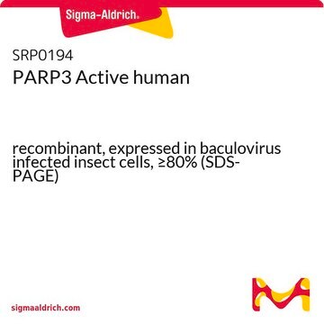 PARP3 Active human recombinant, expressed in baculovirus infected insect cells, &#8805;80% (SDS-PAGE)