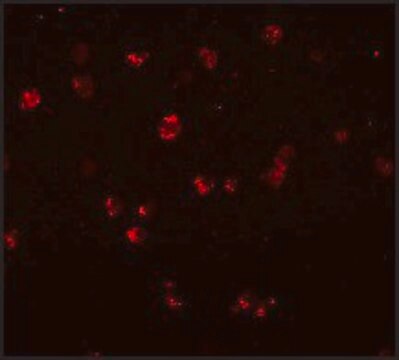 Anti-NOD3 antibody produced in rabbit affinity isolated antibody, buffered aqueous solution