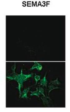 Anti-SEMA3F antibody produced in rabbit affinity isolated antibody