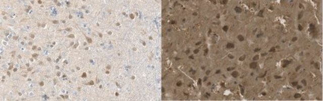 Anti-nonphospho-Ser9/21 GSK3&#946;/&#945; Antibody, clone 15C2 clone 15C2, from mouse