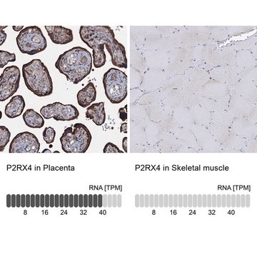 Anti-P2RX4 antibody produced in rabbit Prestige Antibodies&#174; Powered by Atlas Antibodies, affinity isolated antibody, buffered aqueous glycerol solution