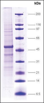 HDAC3 human recombinant, expressed in insect cells, &#8805;70% (SDS-PAGE)