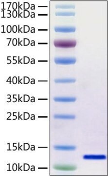 Recombinant 2019-nCoV envelope Protein with His and Avi tag