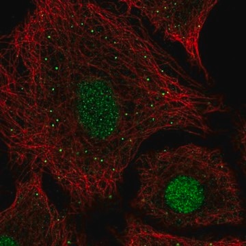 Anti-USF2 antibody produced in rabbit Prestige Antibodies&#174; Powered by Atlas Antibodies, affinity isolated antibody