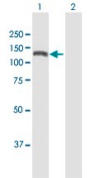 Anti-KIAA1199 antibody produced in mouse purified immunoglobulin, buffered aqueous solution