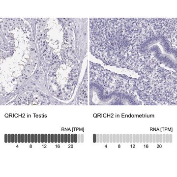 Anti-QRICH2 antibody produced in rabbit Prestige Antibodies&#174; Powered by Atlas Antibodies, affinity isolated antibody