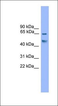 Anti-RUNX2 antibody produced in rabbit affinity isolated antibody