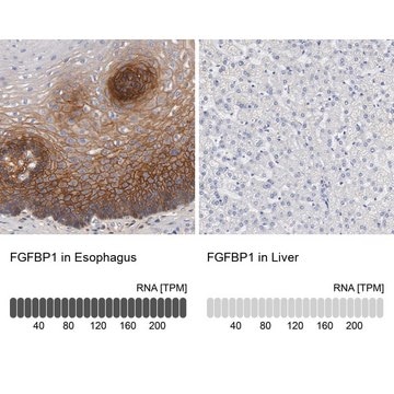 Anti-FGFBP1 antibody produced in rabbit Prestige Antibodies&#174; Powered by Atlas Antibodies, affinity isolated antibody, buffered aqueous glycerol solution