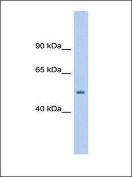 Anti-TGFB1 IgG fraction of antiserum