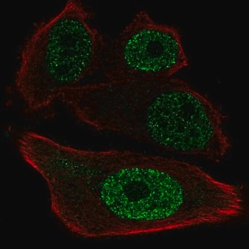 Anti-ETV1 antibody produced in rabbit Prestige Antibodies&#174; Powered by Atlas Antibodies, affinity isolated antibody