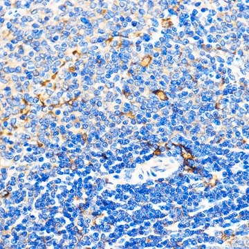 Anti-CD31 antibody produced in rabbit