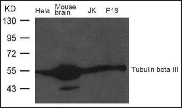 Anti-Tubulin &#946;-III antibody produced in rabbit affinity isolated antibody