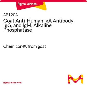 Goat Anti-Human IgA Antibody, IgG, and IgM, Alkaline Phosphatase Chemicon&#174;, from goat