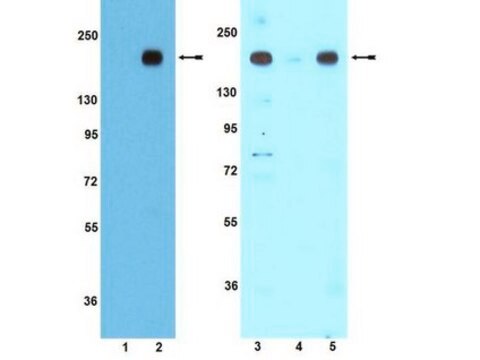 Anti-phospho-IRS1 (Tyr608) mouse/ (Tyr612) human Antibody Upstate&#174;, from rabbit