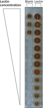 Lectin from Ulex europaeus (gorse, furze) biotin conjugate, lyophilized powder