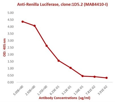 Anti-Renilla Luciferase Antibody