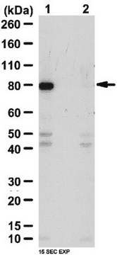 Anti-phospho-TAB1 (Thr431) Antibody from rabbit, purified by affinity chromatography