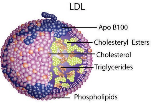 Lipoprotein, low density from human plasma lyophilized powder