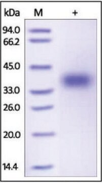 CD47 human recombinant, expressed in HEK 293 cells, &#8805;95% (SDS-PAGE)