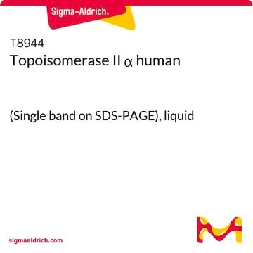 Topoisomerase II &#945; human (Single band on SDS-PAGE), liquid