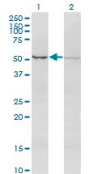 Monoclonal Anti-ACVR2B antibody produced in mouse clone 1C11, purified immunoglobulin, buffered aqueous solution