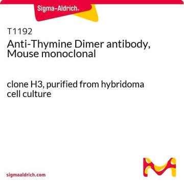 Anti-Thymine Dimer antibody, Mouse monoclonal clone H3, purified from hybridoma cell culture