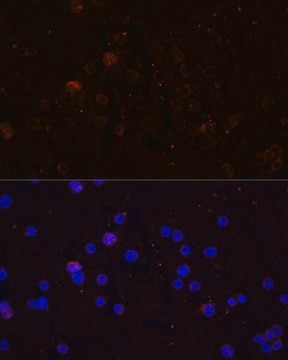 Anti-CD86 antibody produced in rabbit