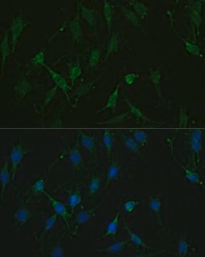 Anti-TRPV1 antibody produced in rabbit