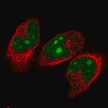 Anti-NVL antibody produced in rabbit Prestige Antibodies&#174; Powered by Atlas Antibodies, affinity isolated antibody