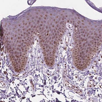 Anti-PER2 antibody produced in rabbit Prestige Antibodies&#174; Powered by Atlas Antibodies, affinity isolated antibody, buffered aqueous glycerol solution